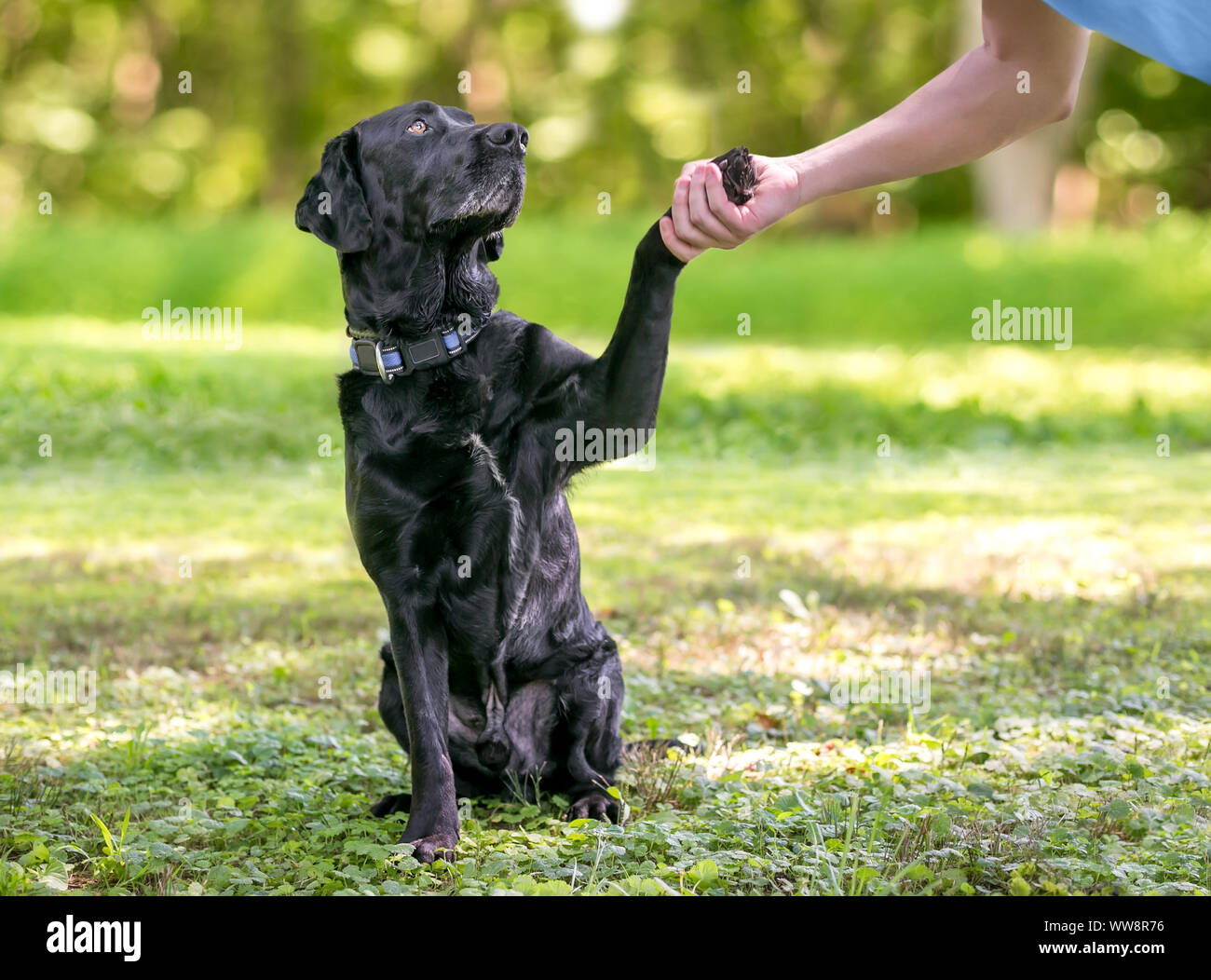 Un Labrador noir chien donner sa patte pour une poignée de main avec une personne Banque D'Images