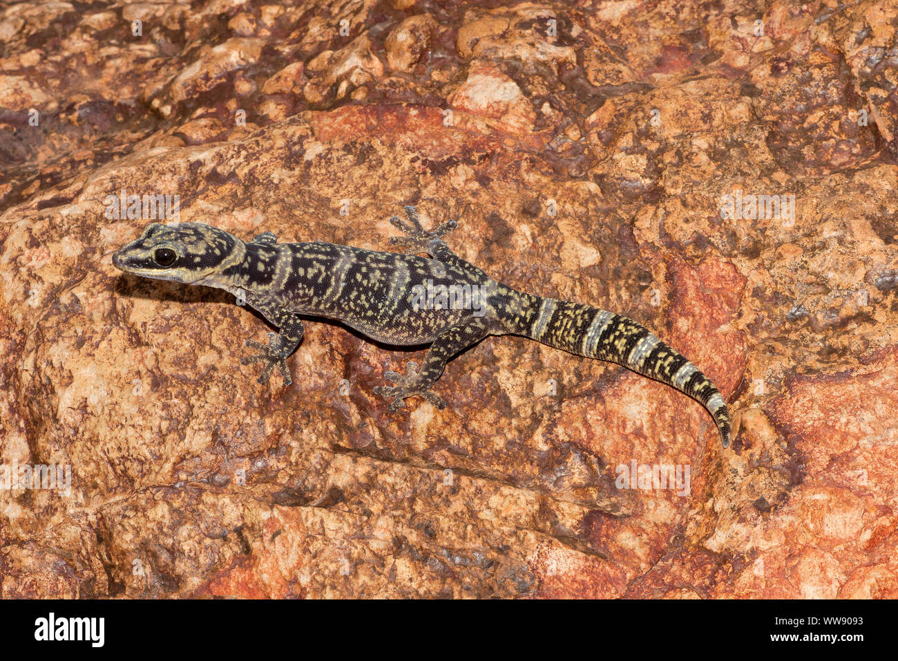 Australian Inland Velvet Gecko reposant sur la roche Banque D'Images