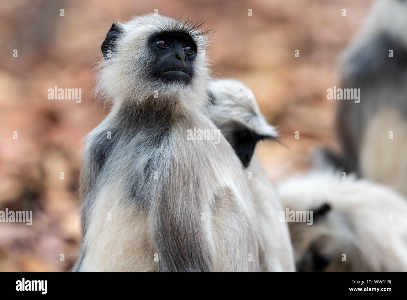 Gray langur(s) (Semnopithecus animaux singe) en Inde Banque D'Images
