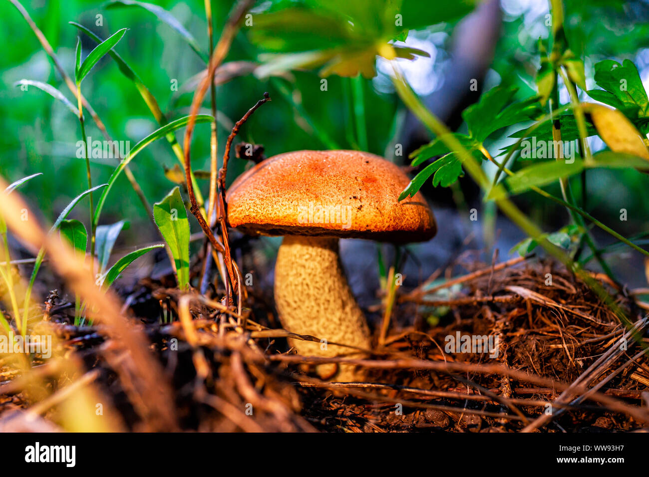 Gros plan macro d'un capuchon orange insigne : Le Guide des champignons dans la masse dans le sentier du lac Snowmass dans le Colorado dans le parc forestier national Banque D'Images