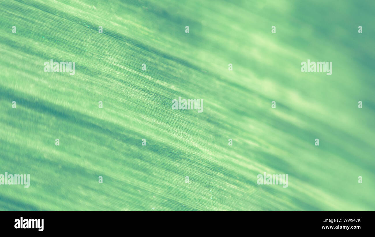 Close up of green leaf texture Banque D'Images