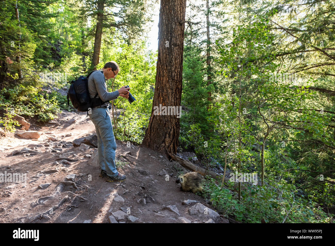 Maroon Bells Crater Lake sentier pédestre à Aspen, Colorado avec sentier de forêt et l'homme de prendre une photographie de l'animal sauvage de la faune porcupine Banque D'Images
