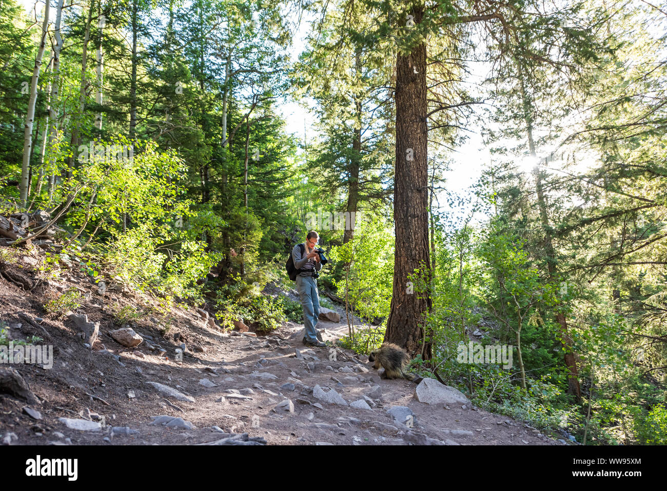 Maroon Bells Crater Lake Trail à Aspen, Colorado avec sentier de forêt et l'homme de prendre une photographie de l'animal sauvage de la faune porcupine Banque D'Images