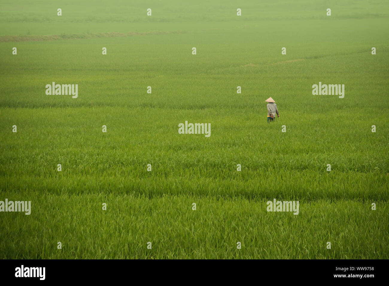 Ninh Bình, province du nord du delta du fleuve Rouge du Vietnam et est connu pour ses vastes champs de riz vert et paysages cinématiques Banque D'Images