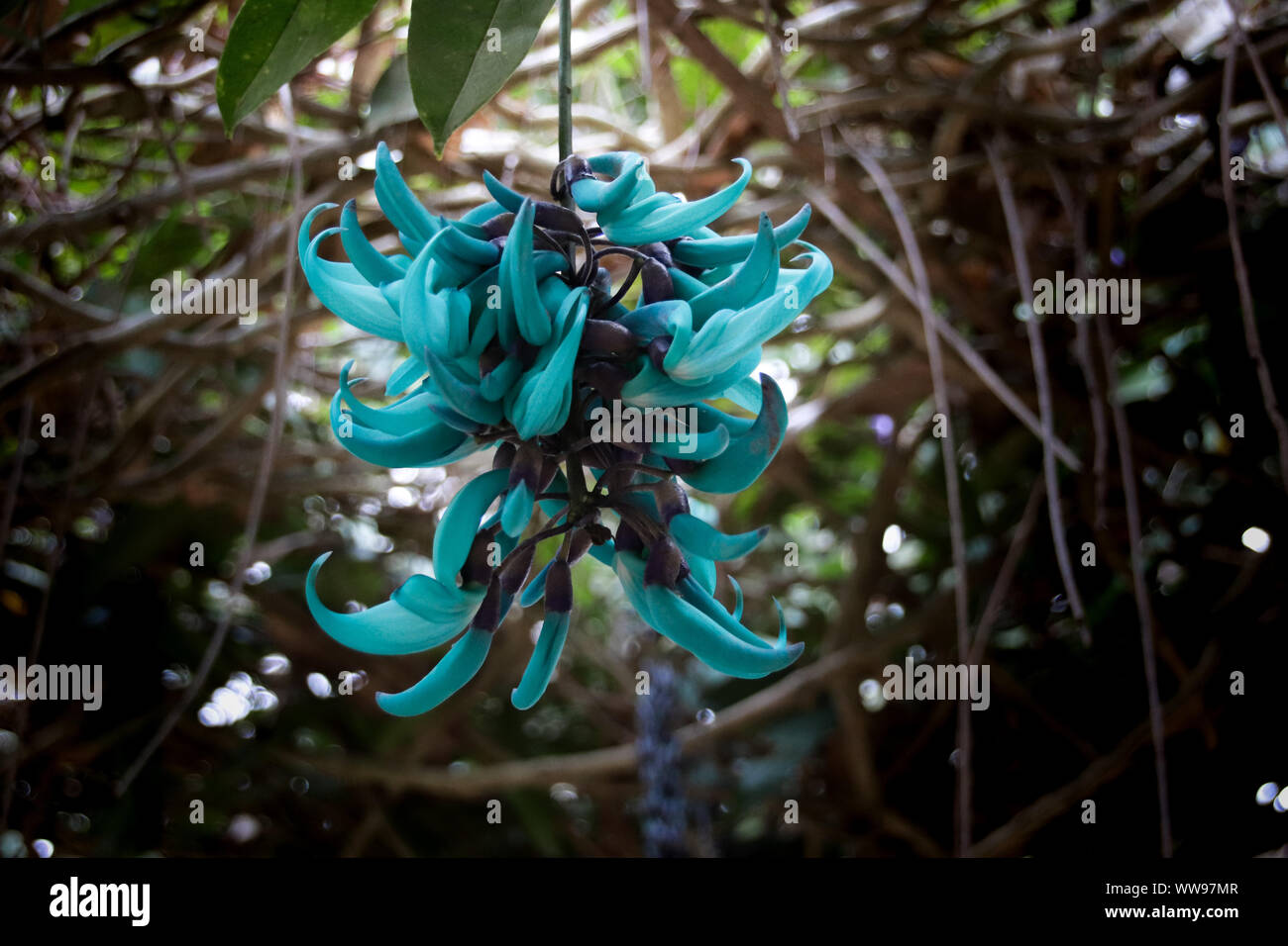 Strongylodon macrobotrys, communément connu sous le nom de vigne de jade, émeraude, turquoise ou vigne vigne de jade Banque D'Images