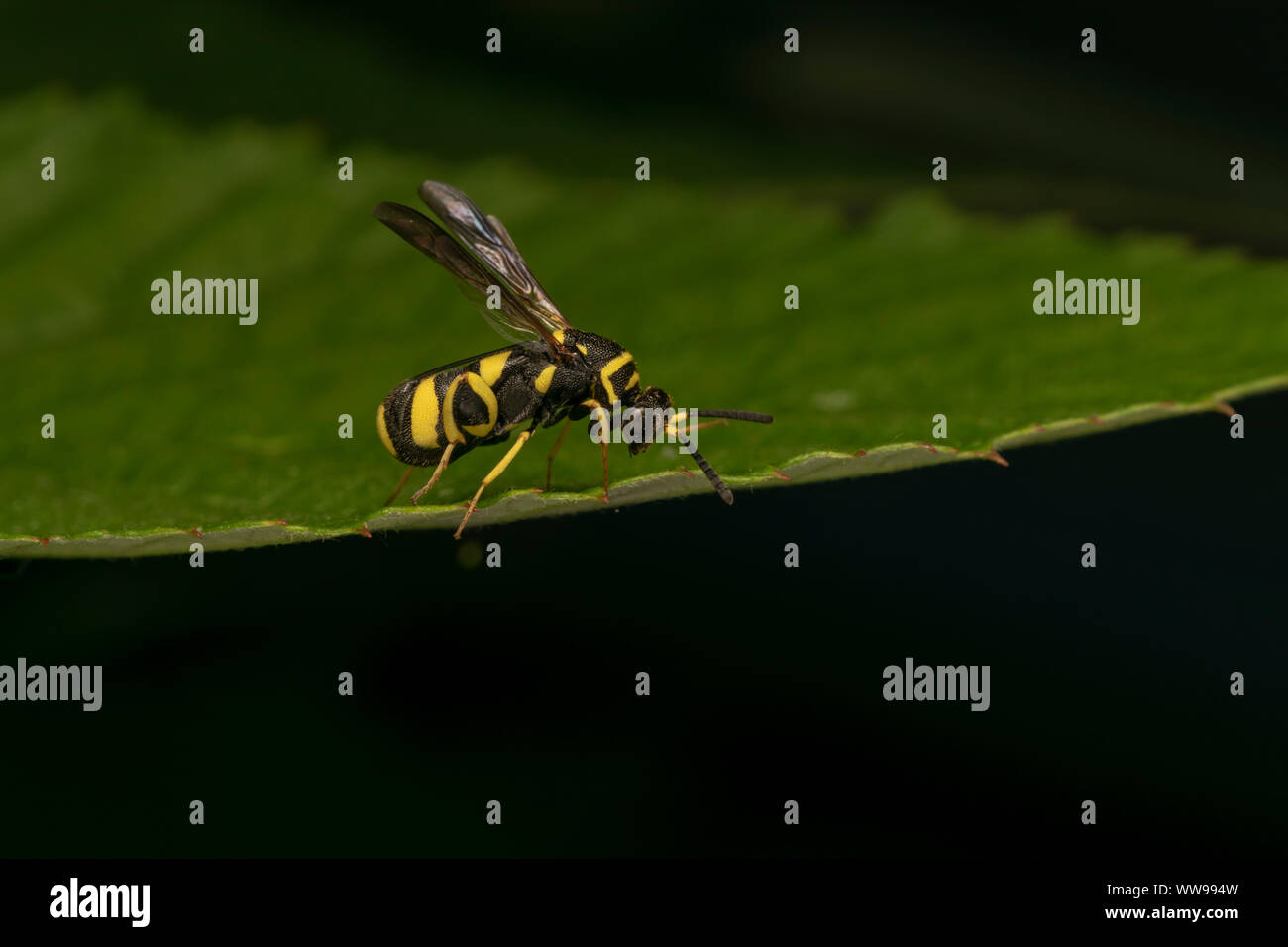 Hyménoptère Leucospis dorsigera avec l'ovipositeur, sur une feuille verte Banque D'Images