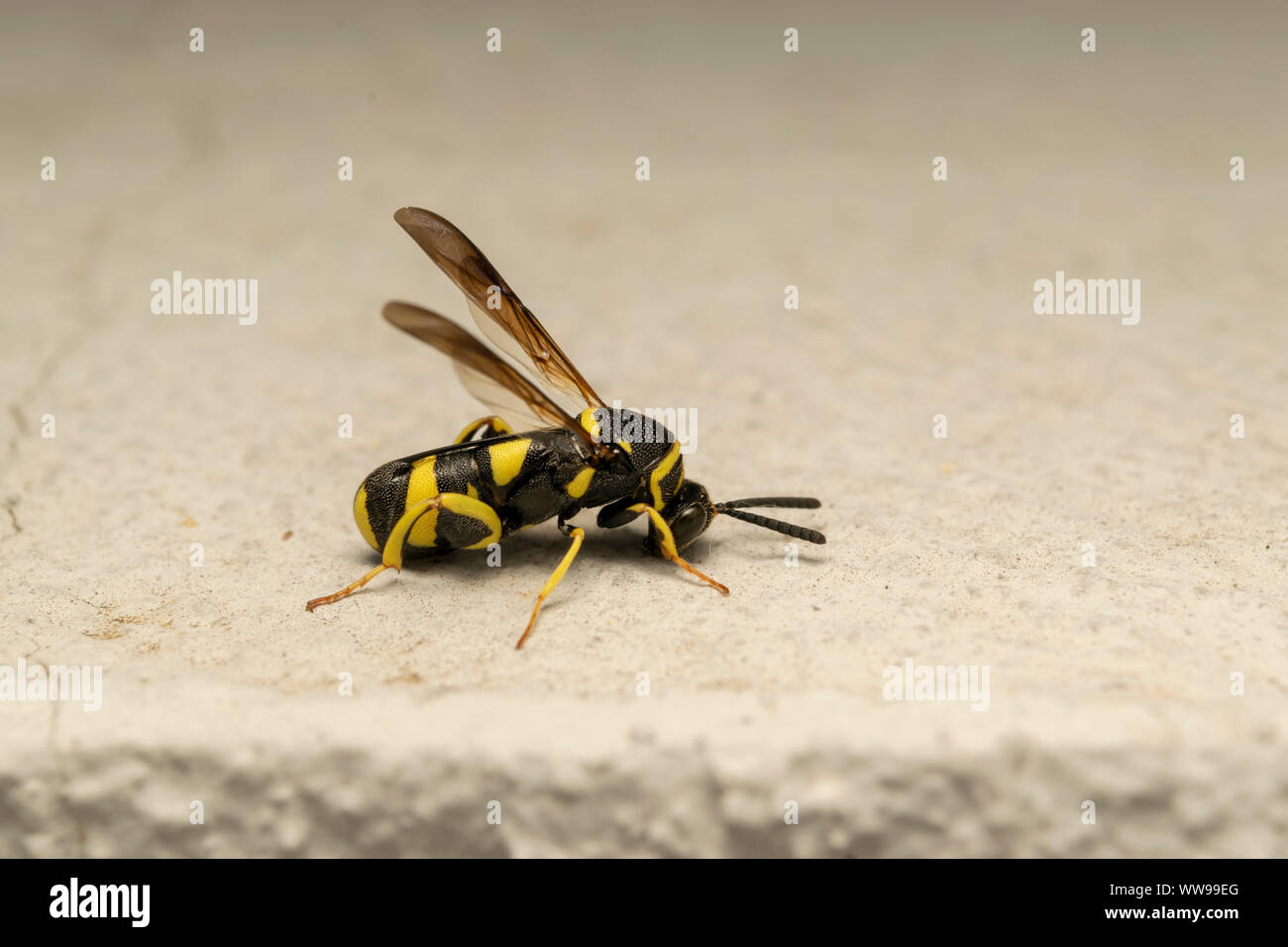 Hyménoptère Leucospis dorsigera avec l'ovipositeur, sur la pierre blanche Banque D'Images