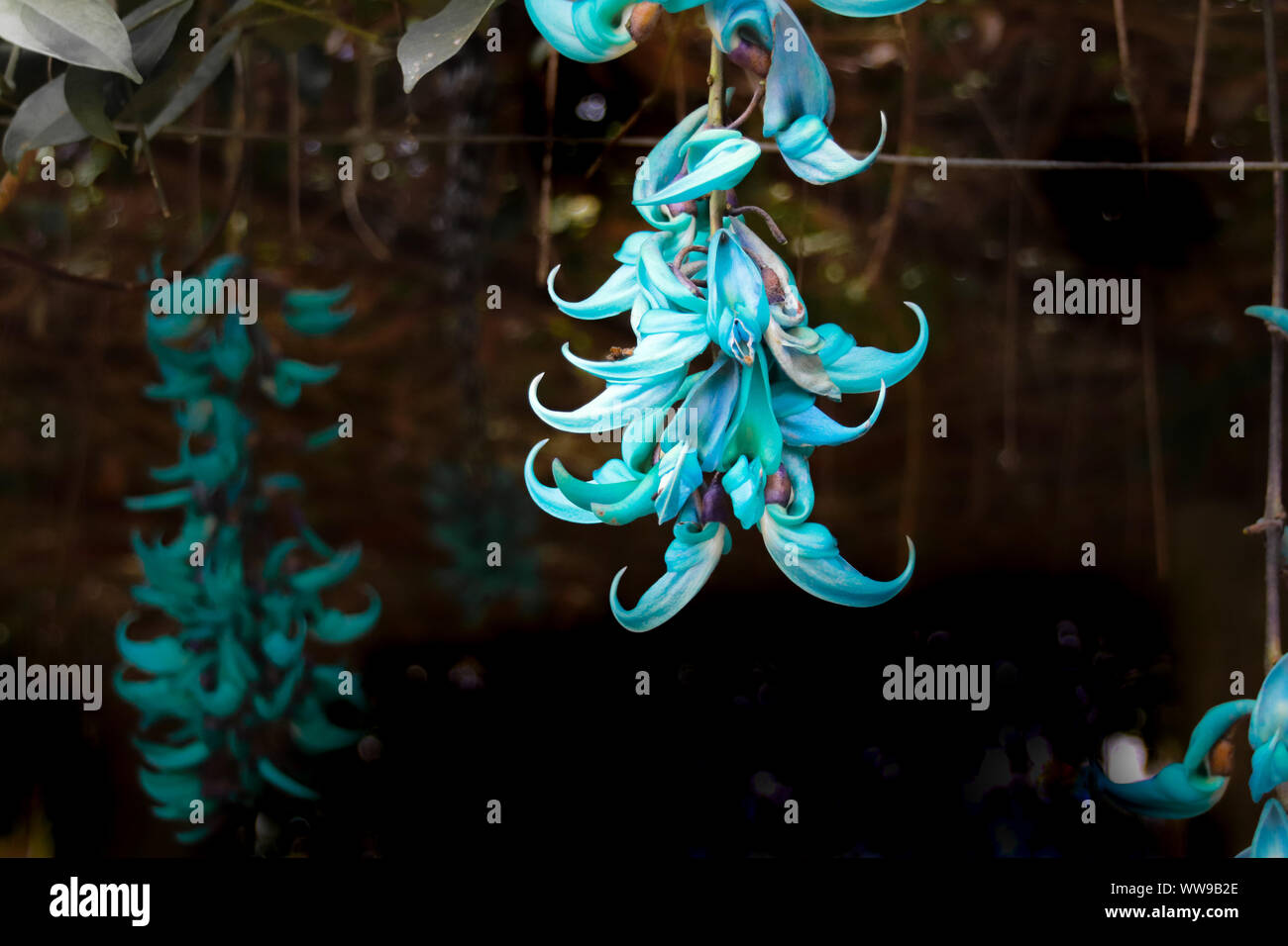 Strongylodon macrobotrys, communément connu sous le nom de vigne de jade, émeraude, turquoise ou vigne vigne de jade Banque D'Images
