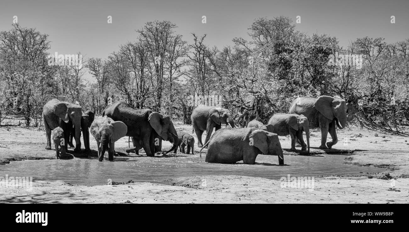 L'éléphant à un trou waterig dans le sud de la savane africaine Banque D'Images