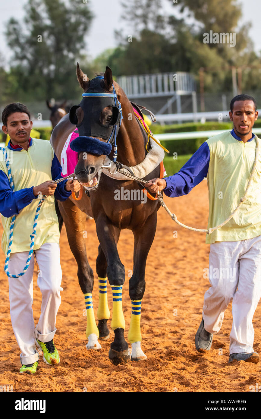 Courses hippiques à l'Hippodrome King Khalid, Taif, Arabie saoudite, 14/06/2019 Banque D'Images