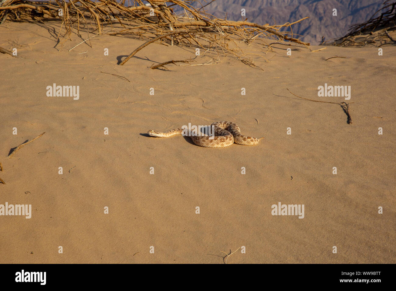 Vipère à cornes d'arabie (Cerastes gasperettii) Banque D'Images