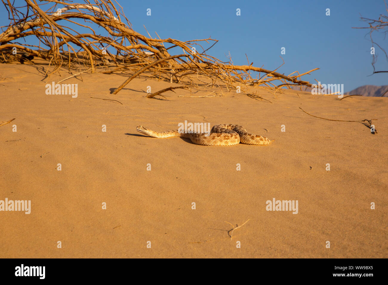 Vipère à cornes d'arabie (Cerastes gasperettii) Banque D'Images