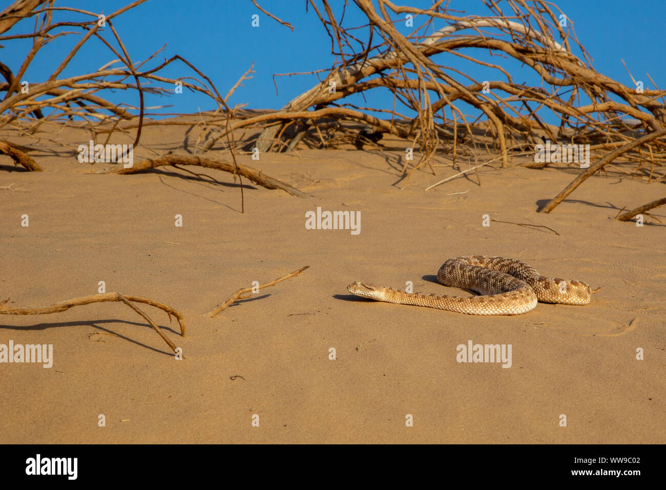 Vipère à cornes d'arabie (Cerastes gasperettii) Banque D'Images