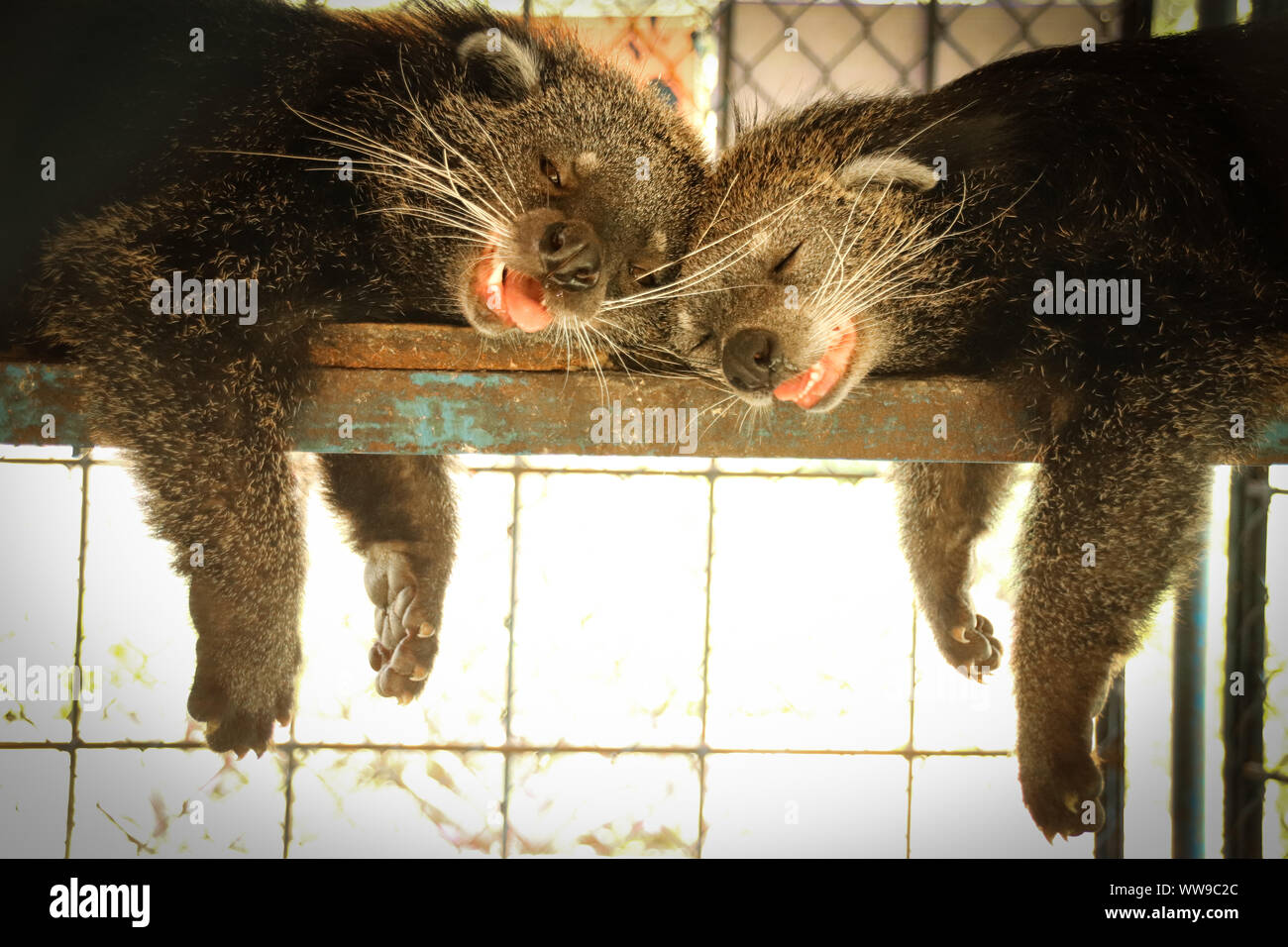 Dormant Binturong ou ours chats (Arctictis binturong) dans un zoo public de Ben tre, au Vietnam Banque D'Images