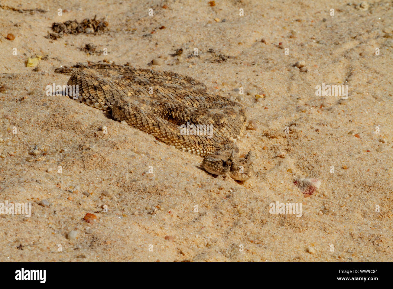 Saharienne (vipère à cornes Cerastes cerastes ) Banque D'Images