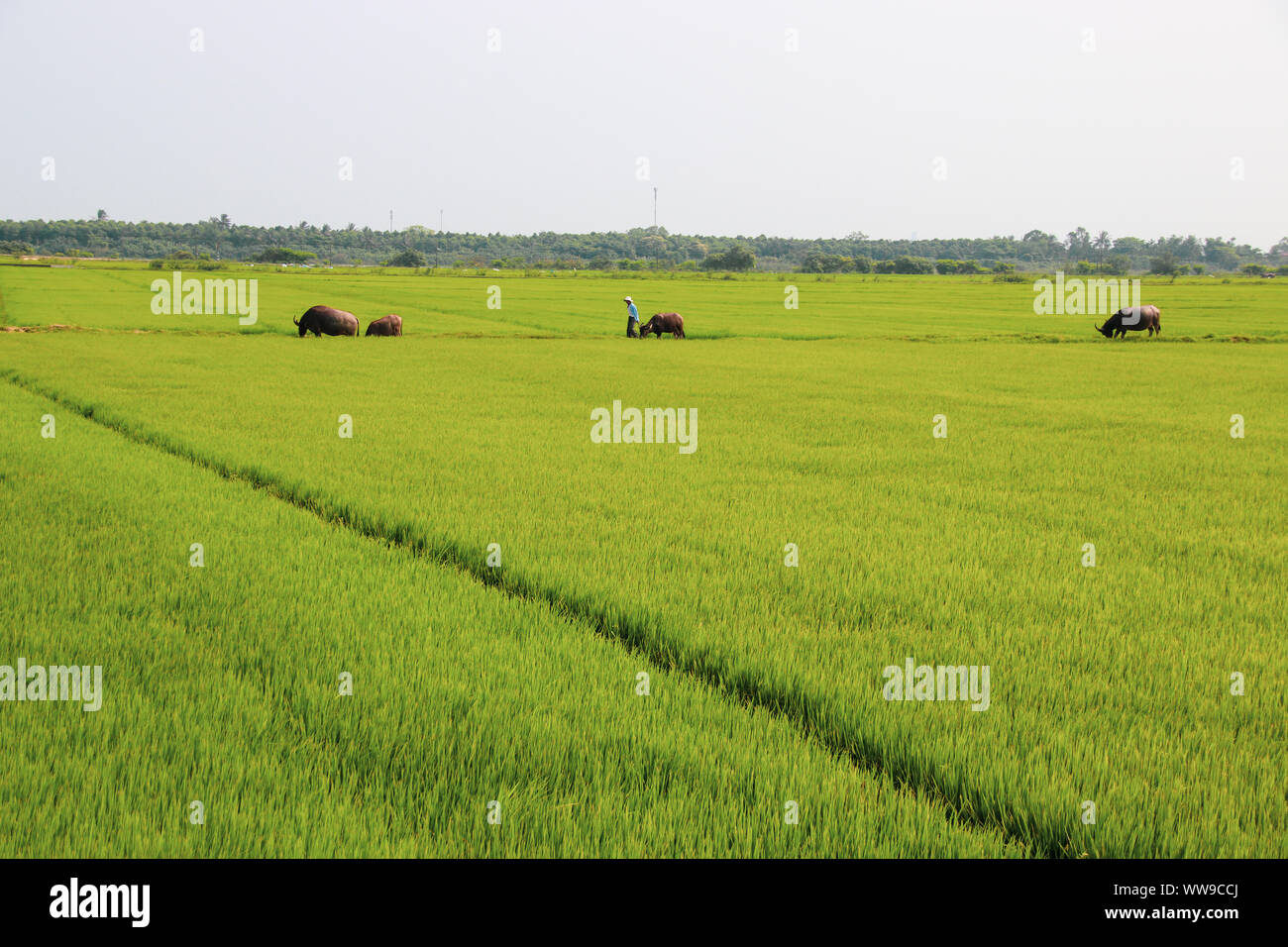 Ninh Bình, province du nord du delta du fleuve Rouge du Vietnam et est connu pour ses vastes champs de riz vert et paysages cinématiques Banque D'Images
