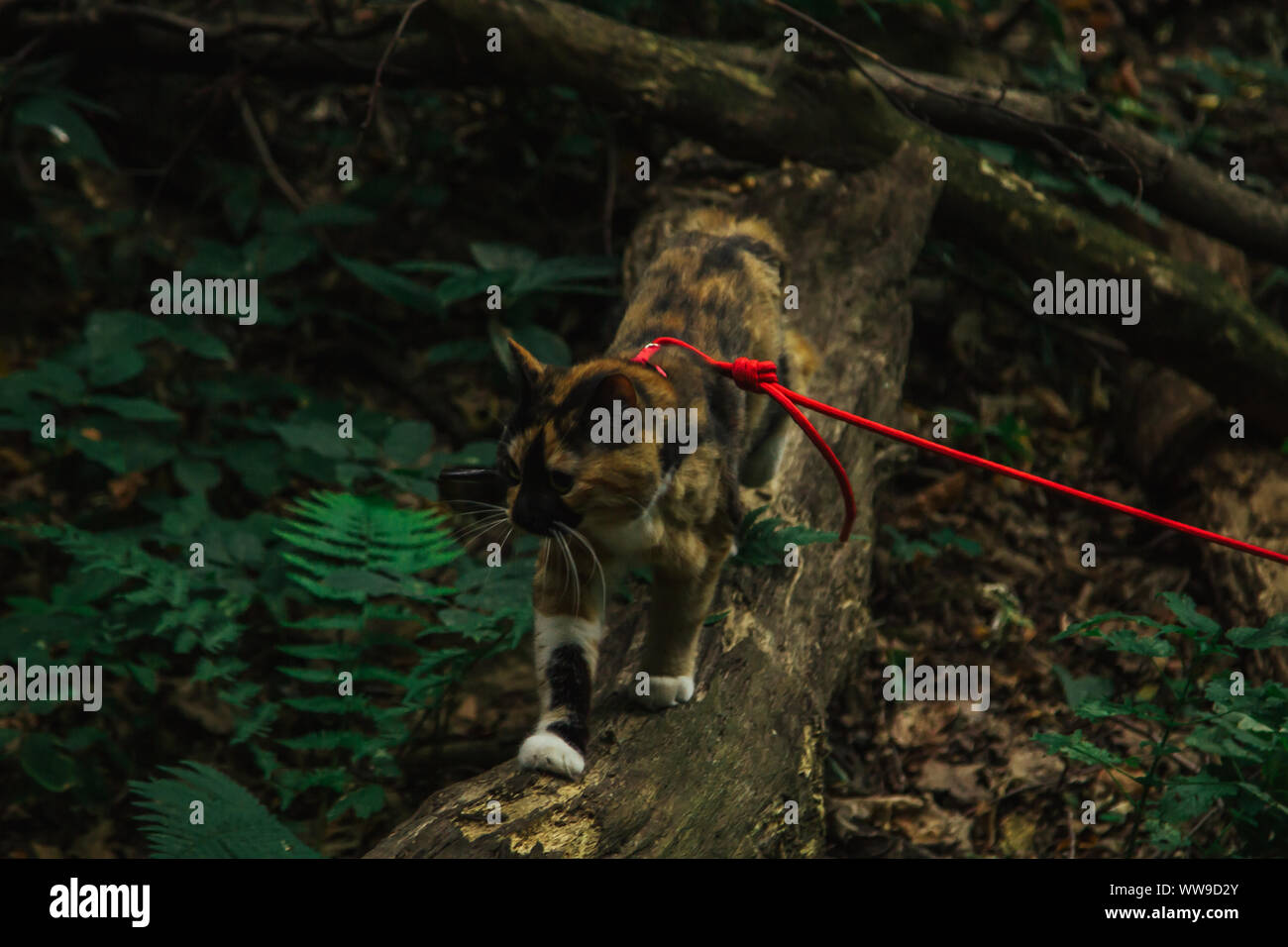 Chat marche tricolore dans les bois dans l'après-midi dans l'été avec une laisse rouge. animal dans la nature. Banque D'Images