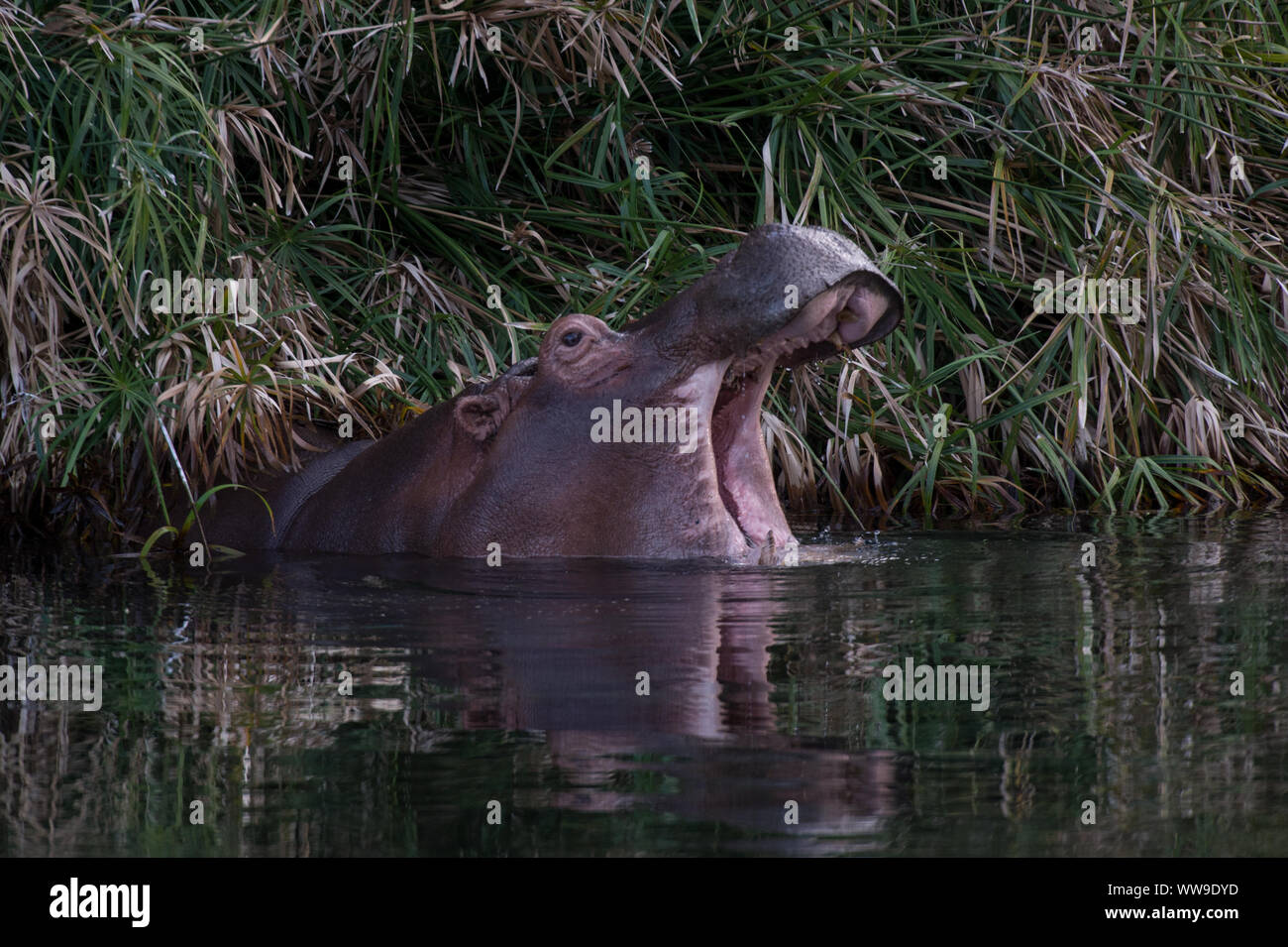 Politique d'hippopotame, Hippopotamus amphibius, Hippopotamidae, ressorts de Mzima, parc national de Tsavo Ouest, le Kenya, l'Afrique Banque D'Images