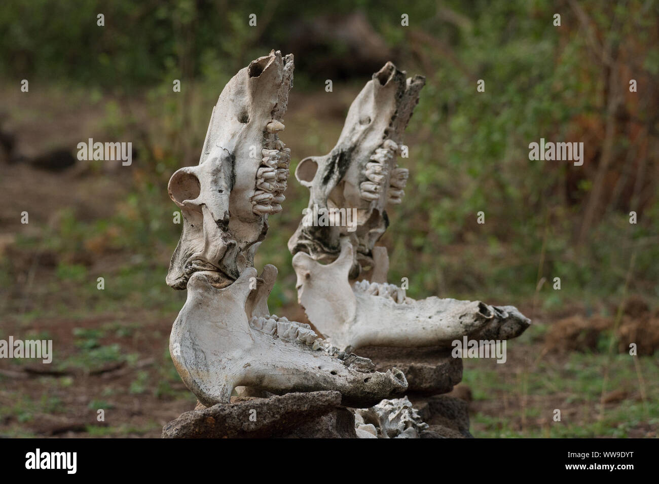 Commune de crânes d'hippopotame, Hippopotamus amphibius, Hippopotamidae, ressorts de Mzima, parc national de Tsavo Ouest, le Kenya, l'Afrique Banque D'Images