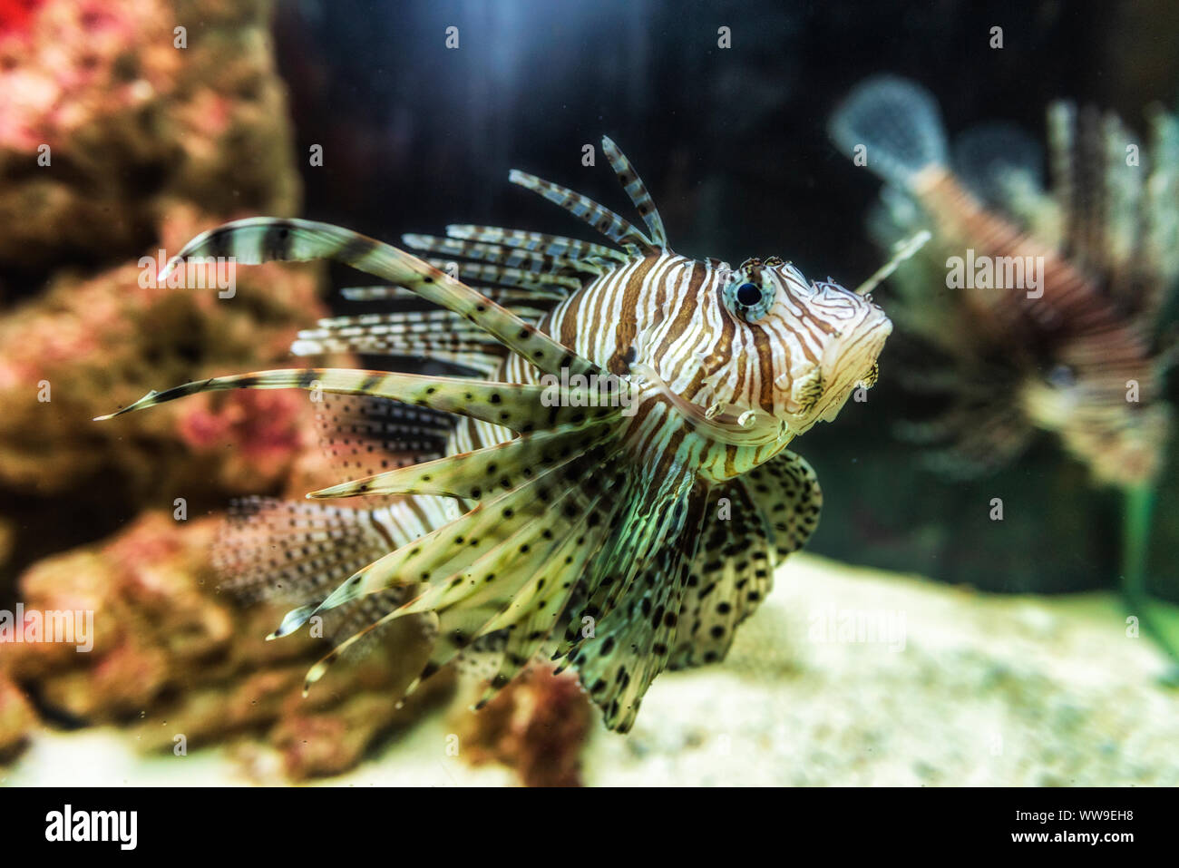 Gros plan sur un poisson-papillon rouge - des poissons de récifs coralliens en grand aquarium Banque D'Images