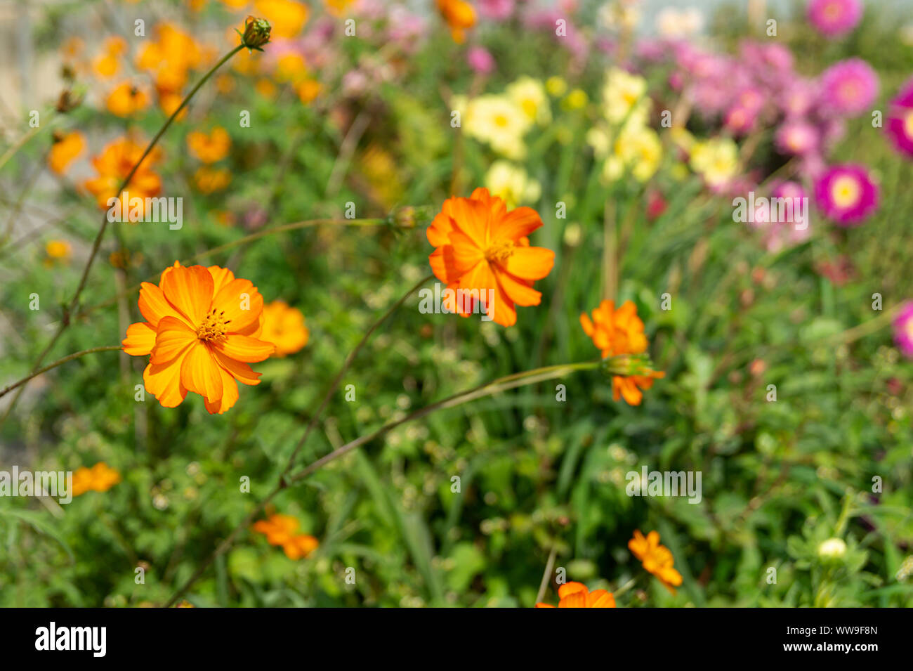 Fleur orange sur fond de feuille verte pousse dans le jardin à jour solaire Banque D'Images