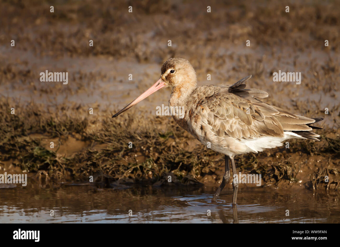 Gros plan d'une barge à queue noire dans l'eau, au Royaume-Uni. Banque D'Images