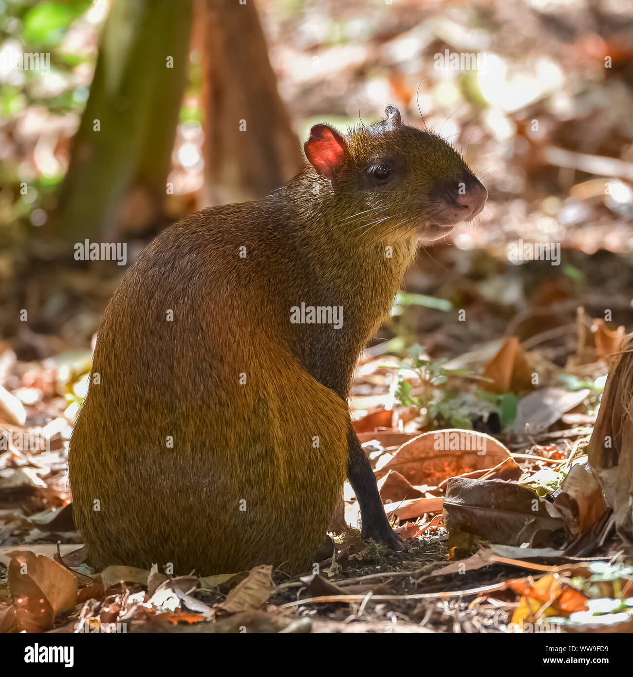 Agouti, Dasyprocta punctata, animal dans la forêt du Costa Rica Photo Stock  - Alamy