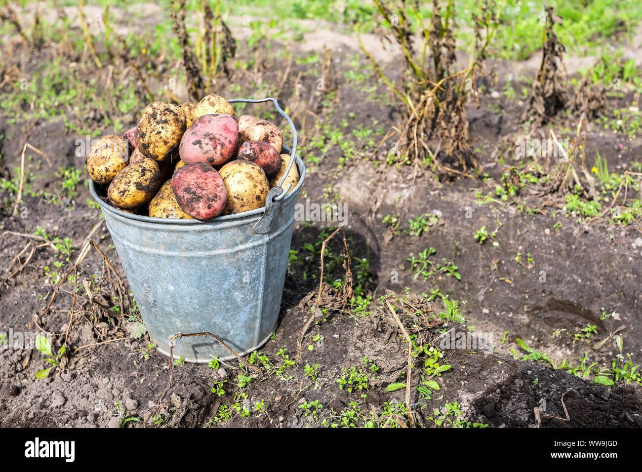 Des pommes de terre biologiques fraîchement récolté en godet en métal le potager. Récolte de pommes de terre sur le terrain Banque D'Images