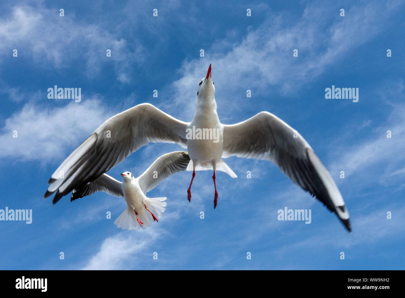 Deux vol de mouettes sur ciel bleu, détail mouette noir Banque D'Images