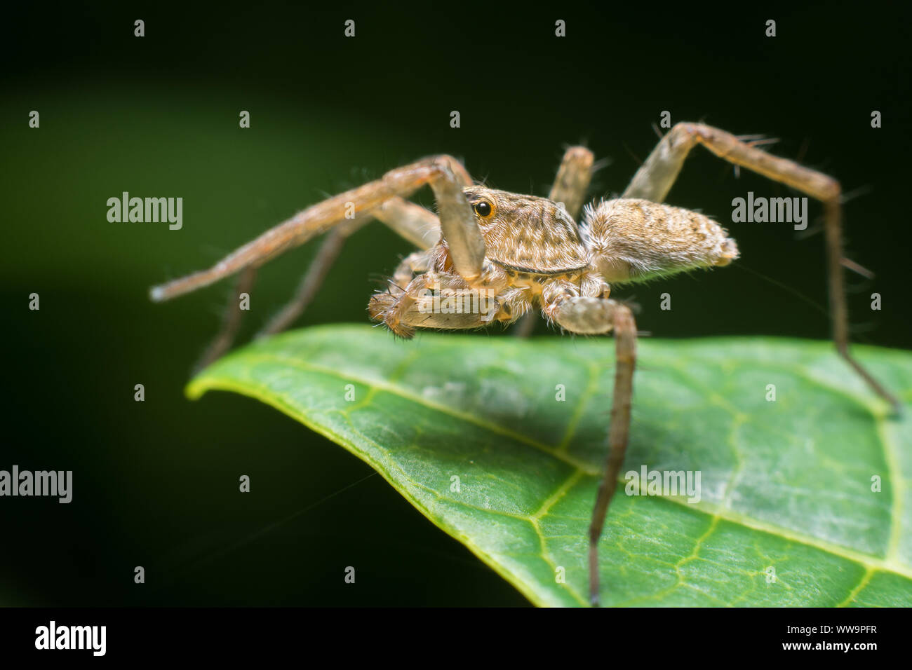 Les araignées sont des arthropodes à respiration aérienne qui ont huit pattes et chélicères avec mesure de crocs injecter du venin. Banque D'Images