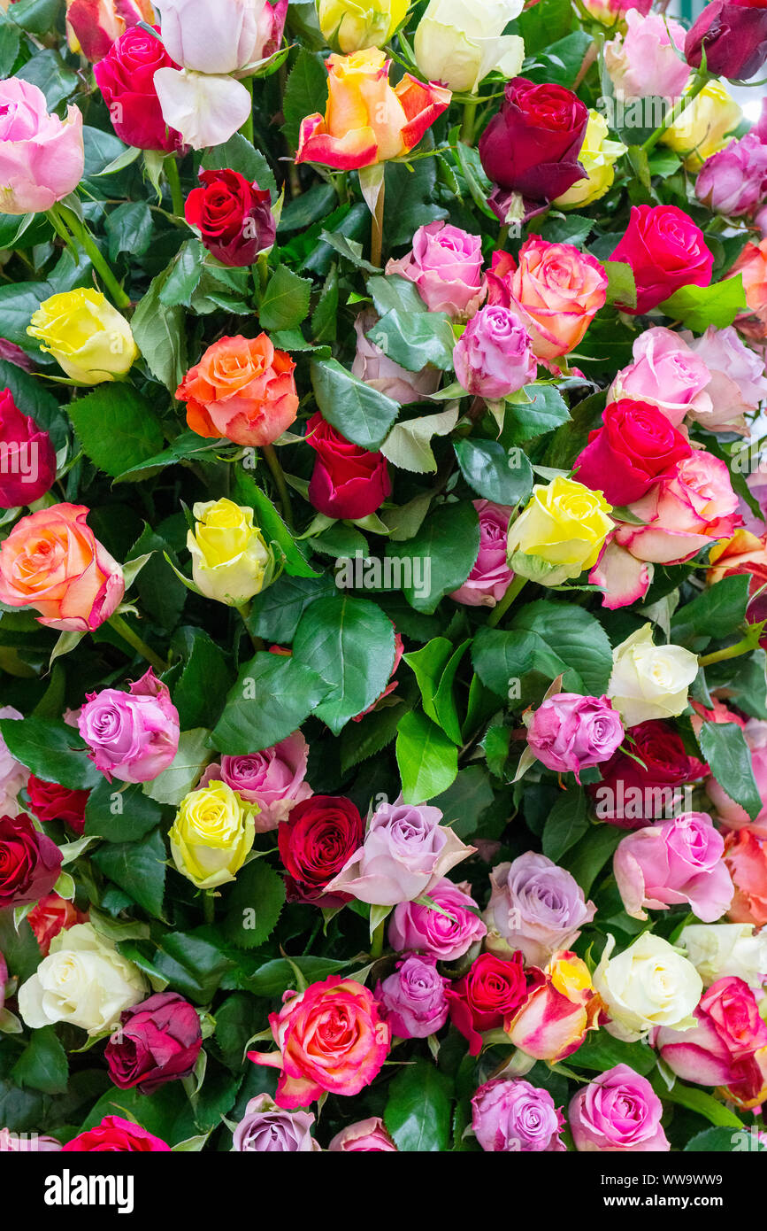 Arrière-plan de belles roses. Résumé fond floral pour mariage et l'engagement. Banque D'Images