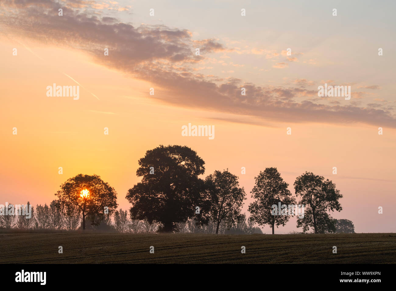 Arbres au lever du soleil dans la campagne de l'Oxfordshire. Clifton, Oxfordshire, Angleterre. Silhouette Banque D'Images