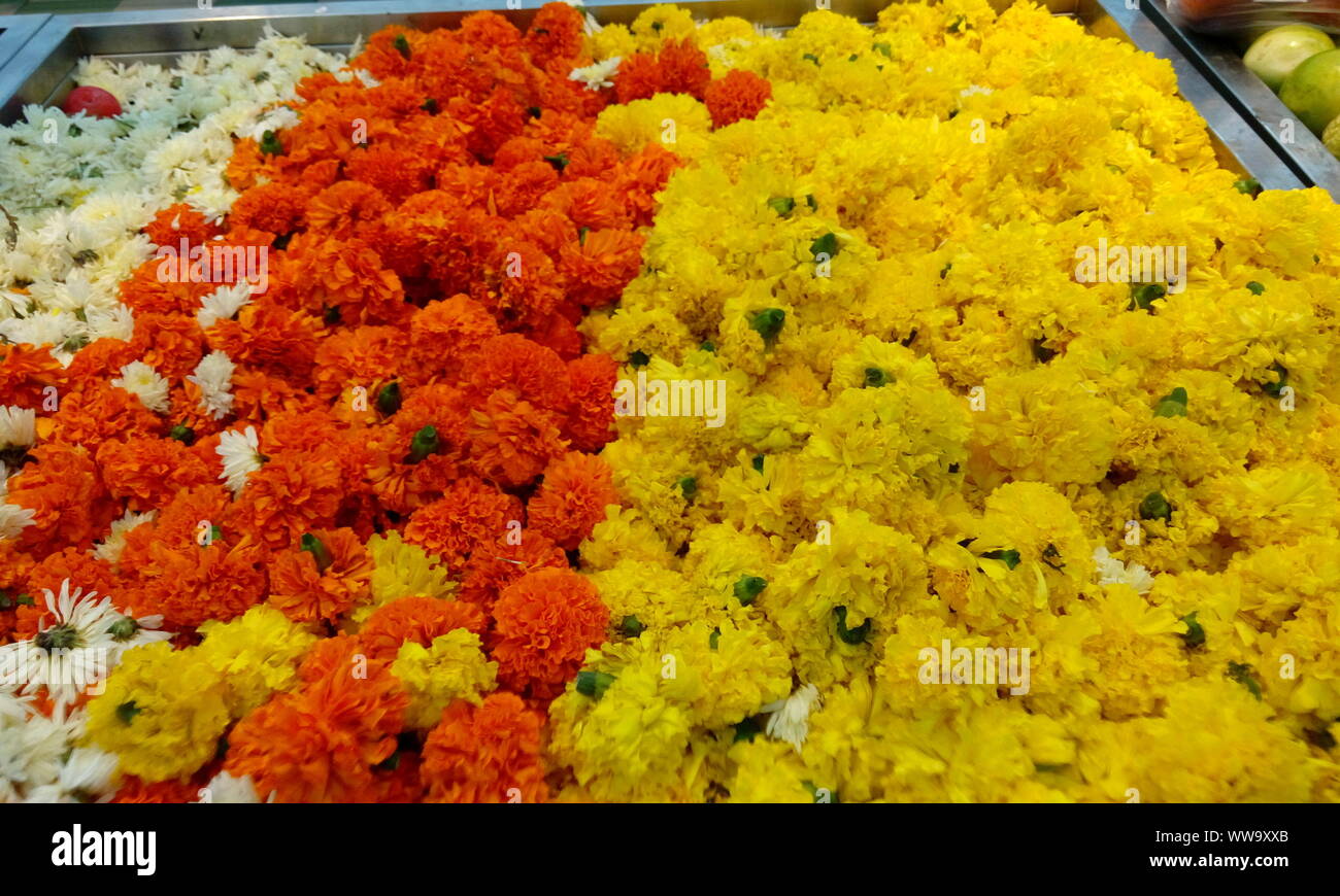 Bouquet de belles couleurs orange et jaune fleurs de souci sera utilisé pour les guirlandes électriques pour la vente dans un super marché et capture des images pour des rêves zoom Banque D'Images