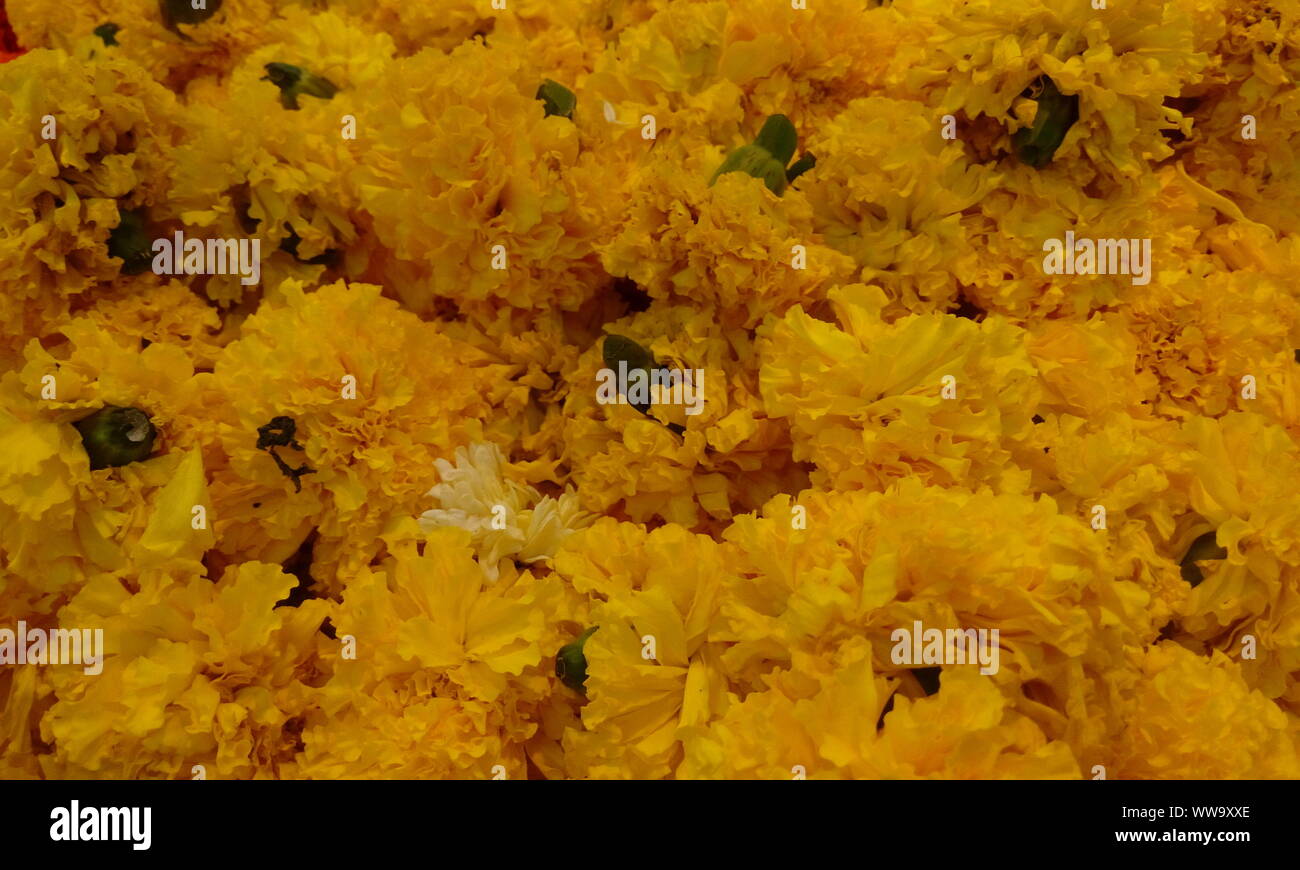 Bande de belle couleur orange marigold fleurs à vendre dans un super marché et capturé des images zoom pour des rêves Banque D'Images