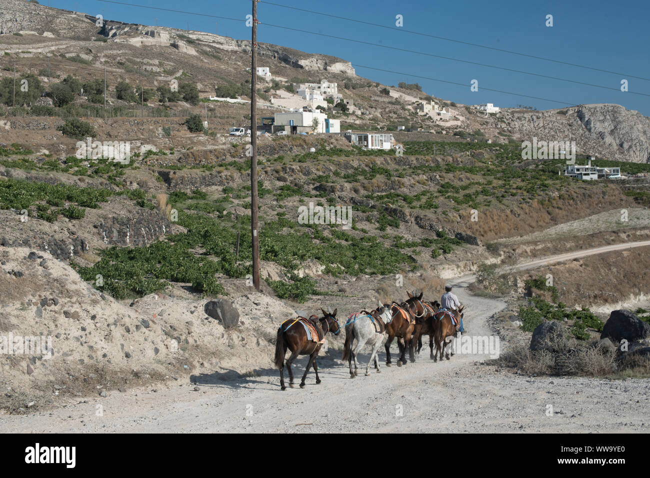 Santorin, Grèce - 25 juin 2018 : un homme à la tête d'un pack d'ânes le long d'un chemin de terre dans le village de Pygros Santorin. Banque D'Images