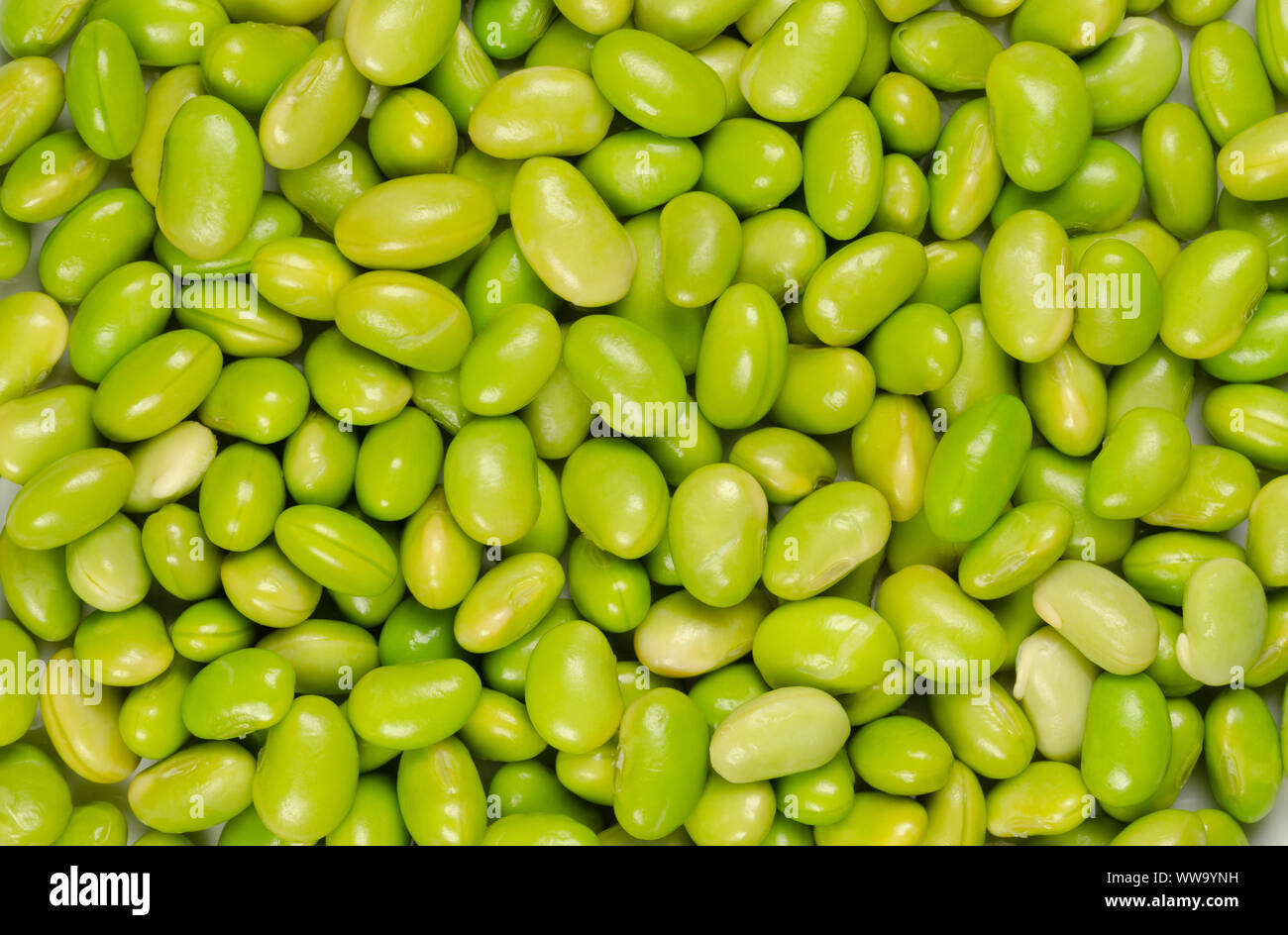Edamame. Le soja vert. Appelé aussi mukimame non mûres, les graines de soja à l'extérieur de la gousse. Glycine max, une légumineuse, comestibles après cuisson et une source de protéines. Banque D'Images