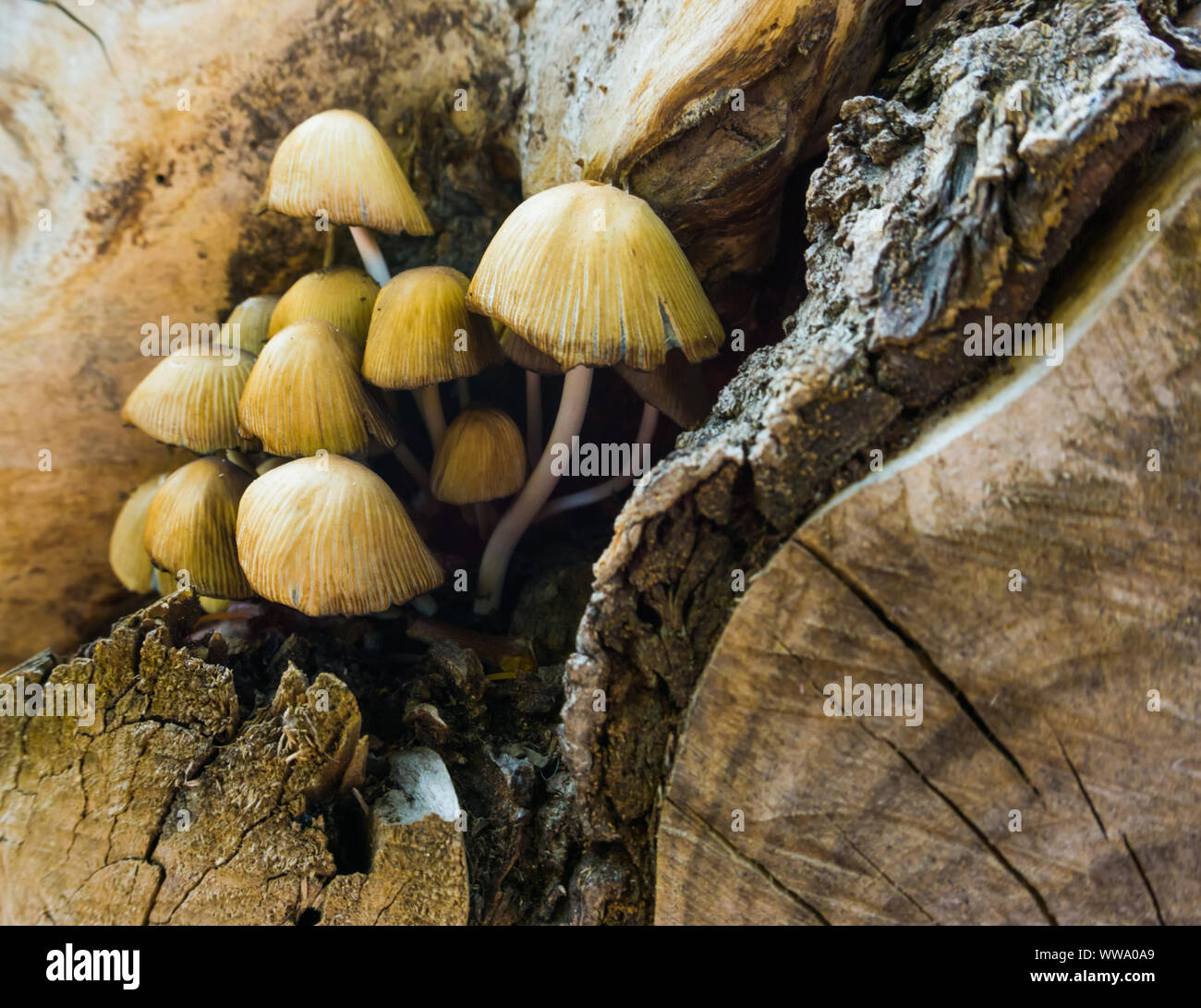 Gros plan macro d'woodlover les champignons, l'automne nature background Banque D'Images