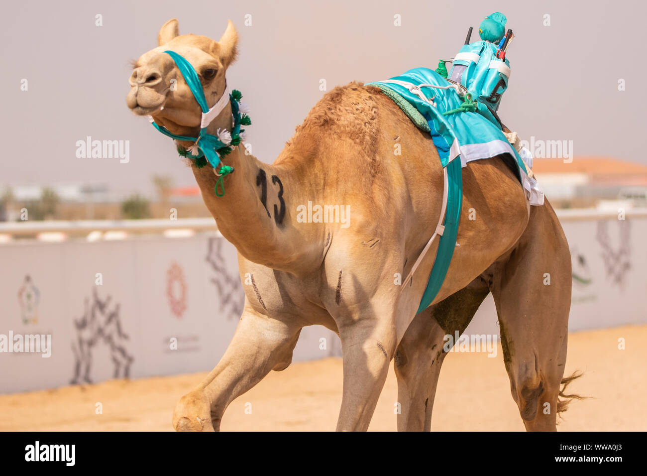 Camel Racing à Taif, Arabie Saoudite Banque D'Images