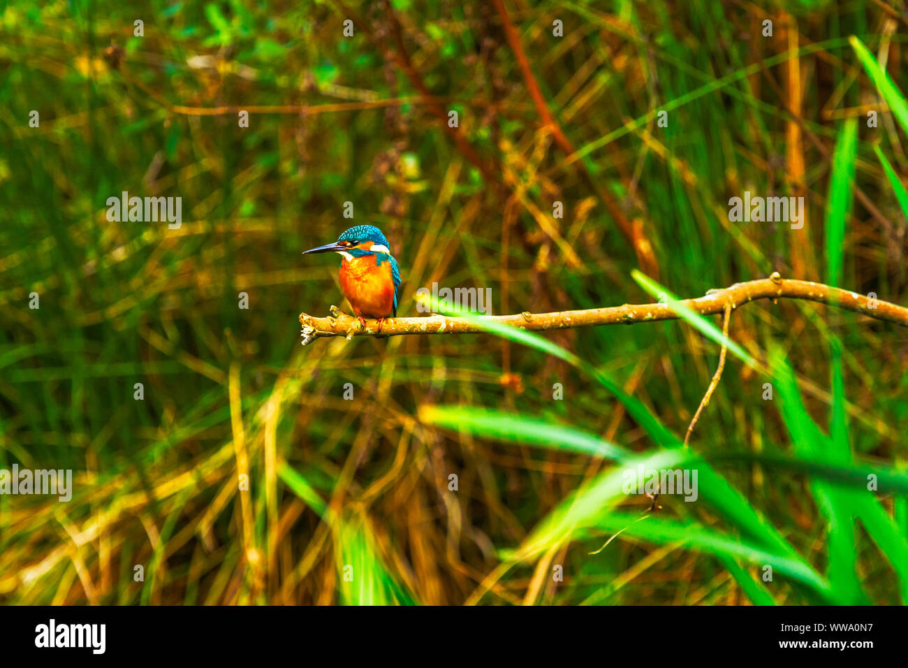 Kingfisher Alcedo atthis perché Banque D'Images