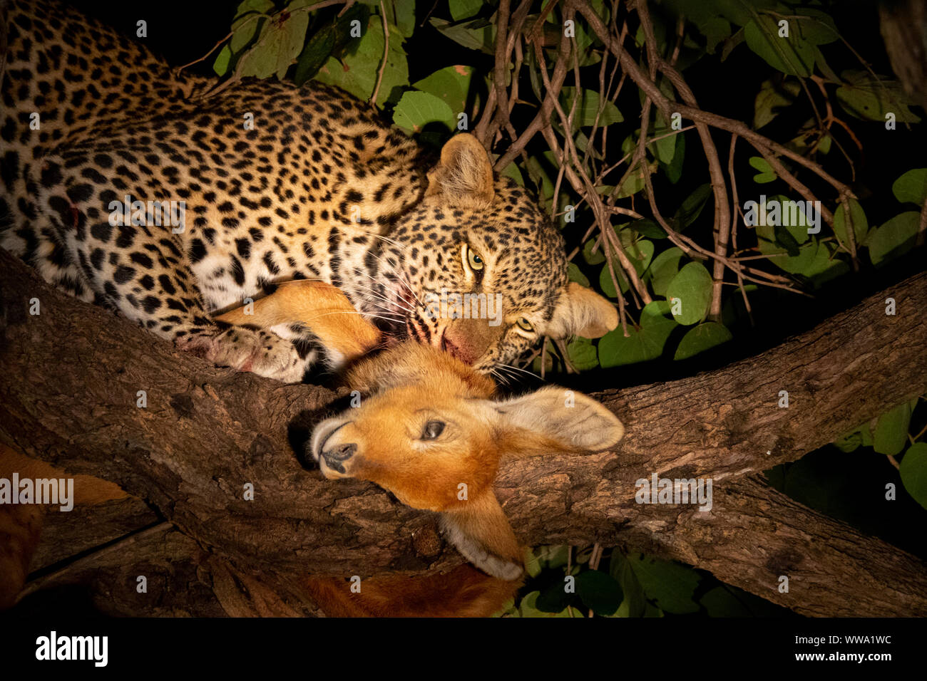 Leopard pucu manger sur l'arbre dans la nuit Banque D'Images