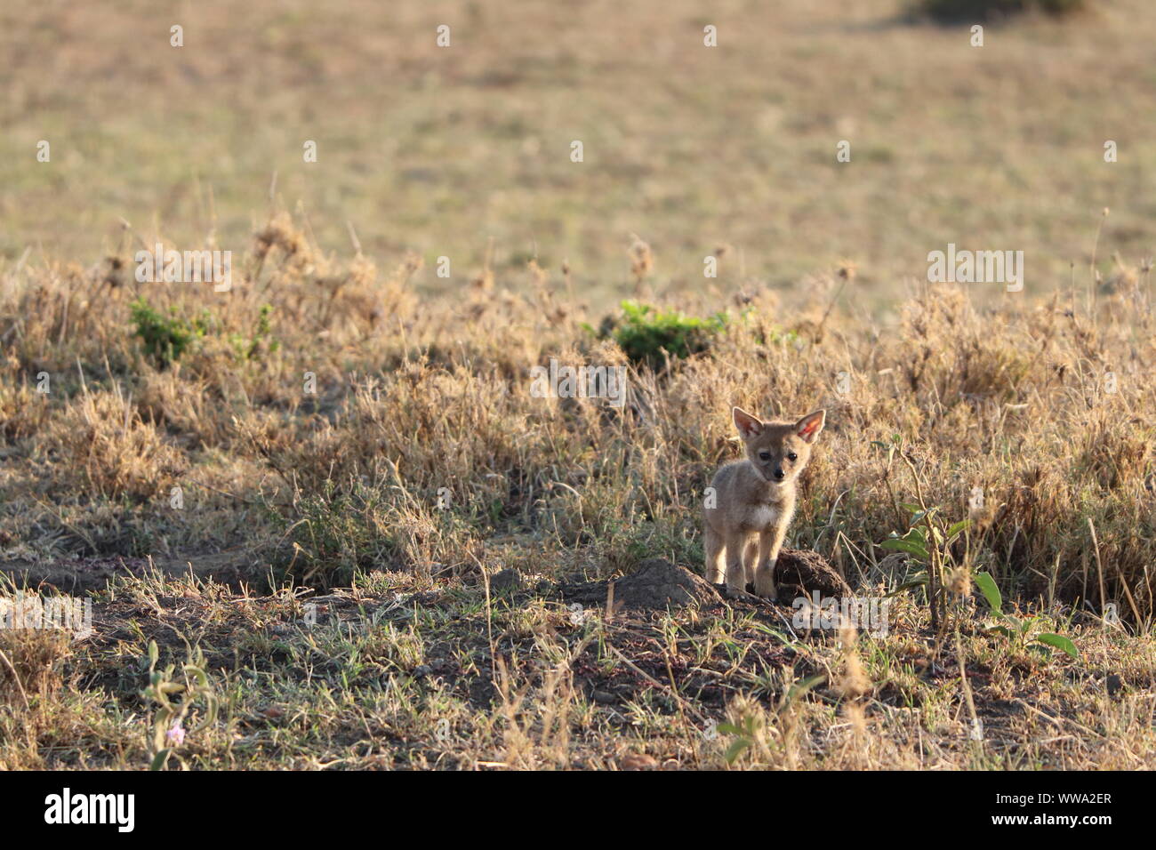Mignon Chacal Banque D Image Et Photos Alamy Mignon Chacal Banque D Image Et Photos Alamy