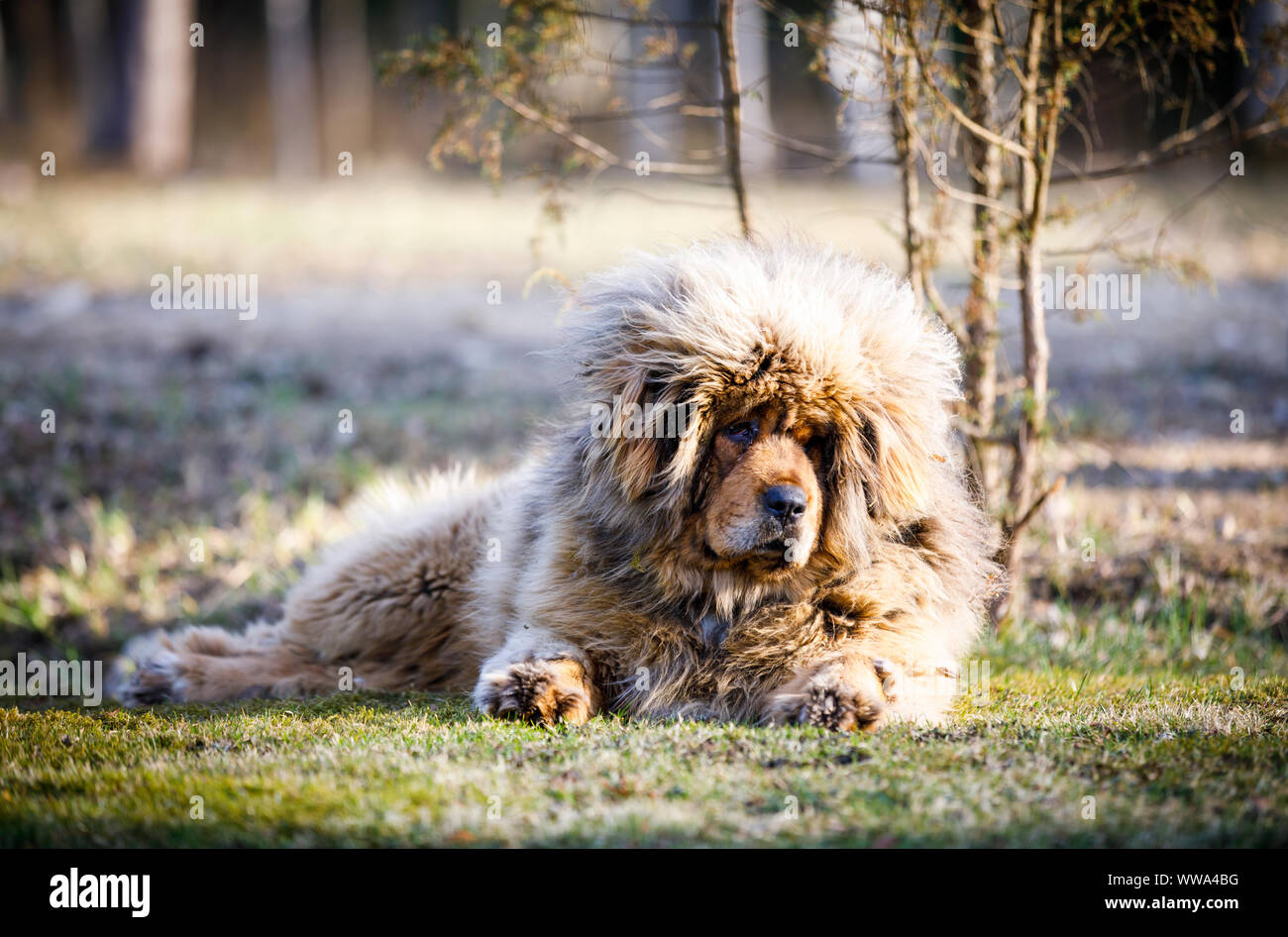 Big hairy dog on se situent sur une herbe au printemps Banque D'Images