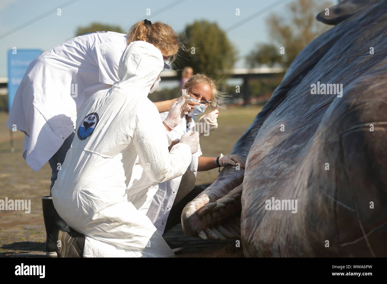 Düsseldorf, Allemagne. 14Th Sep 2019. Les membres de l'Association internationale d'examiner les dents des baleines sur la sculpture d'un cachalot au bord du Rhin Nettoyer sur les rives du Rhin. Crédit : David Young/DPA - ATTENTION : Seulement pour un usage éditorial en relation avec les rapports actuels et qu'avec mention de la complète de crédit ci-dessus/dpa/Alamy Live News Banque D'Images