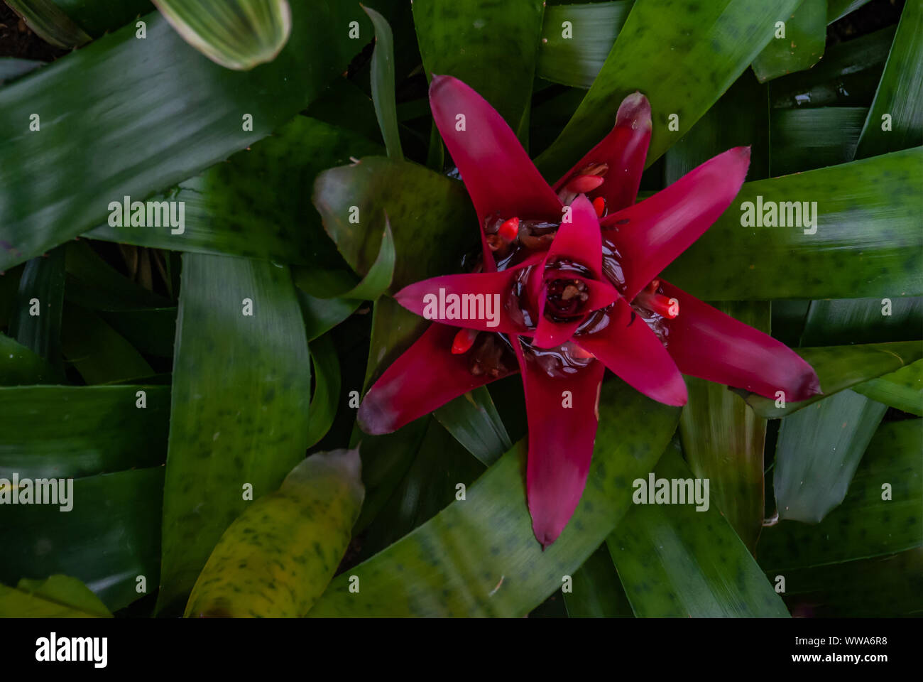 Close-up de belle fleur rouge de nidularium innocentii fleurs cultivées dans un jardin botanique. Banque D'Images