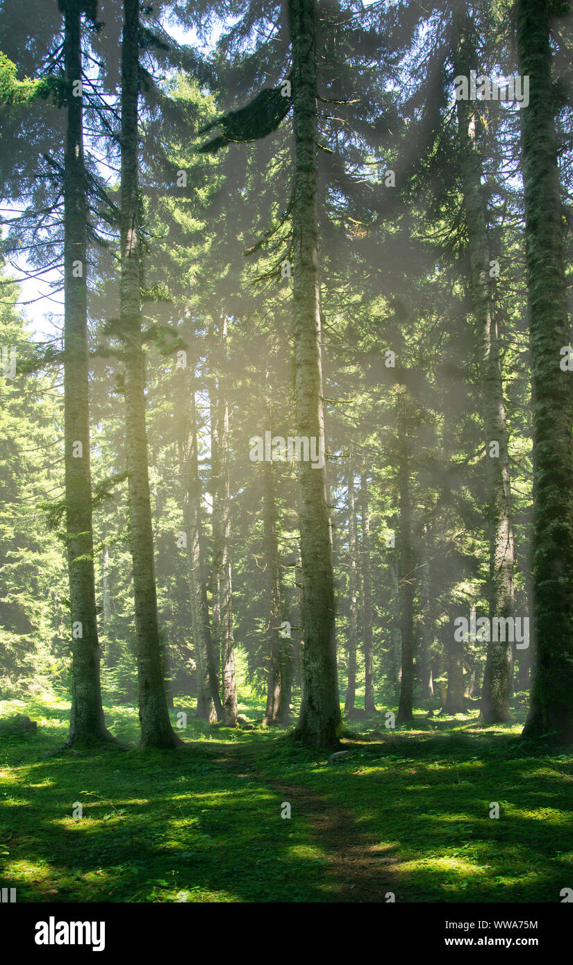 Le chemin dans la forêt de conifères illuminées par le soleil. L'herbe d'un vert vif, des troncs droits, de pins, de taches du soleil sur la surface de la terre Banque D'Images