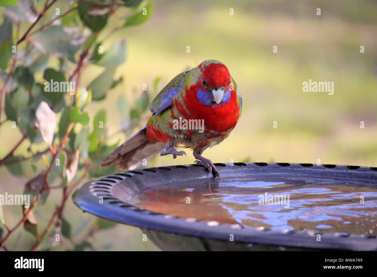 La Crimson Rosella (platycercus elegans) à propos de l'étape en Gucci, Australie du Sud Banque D'Images