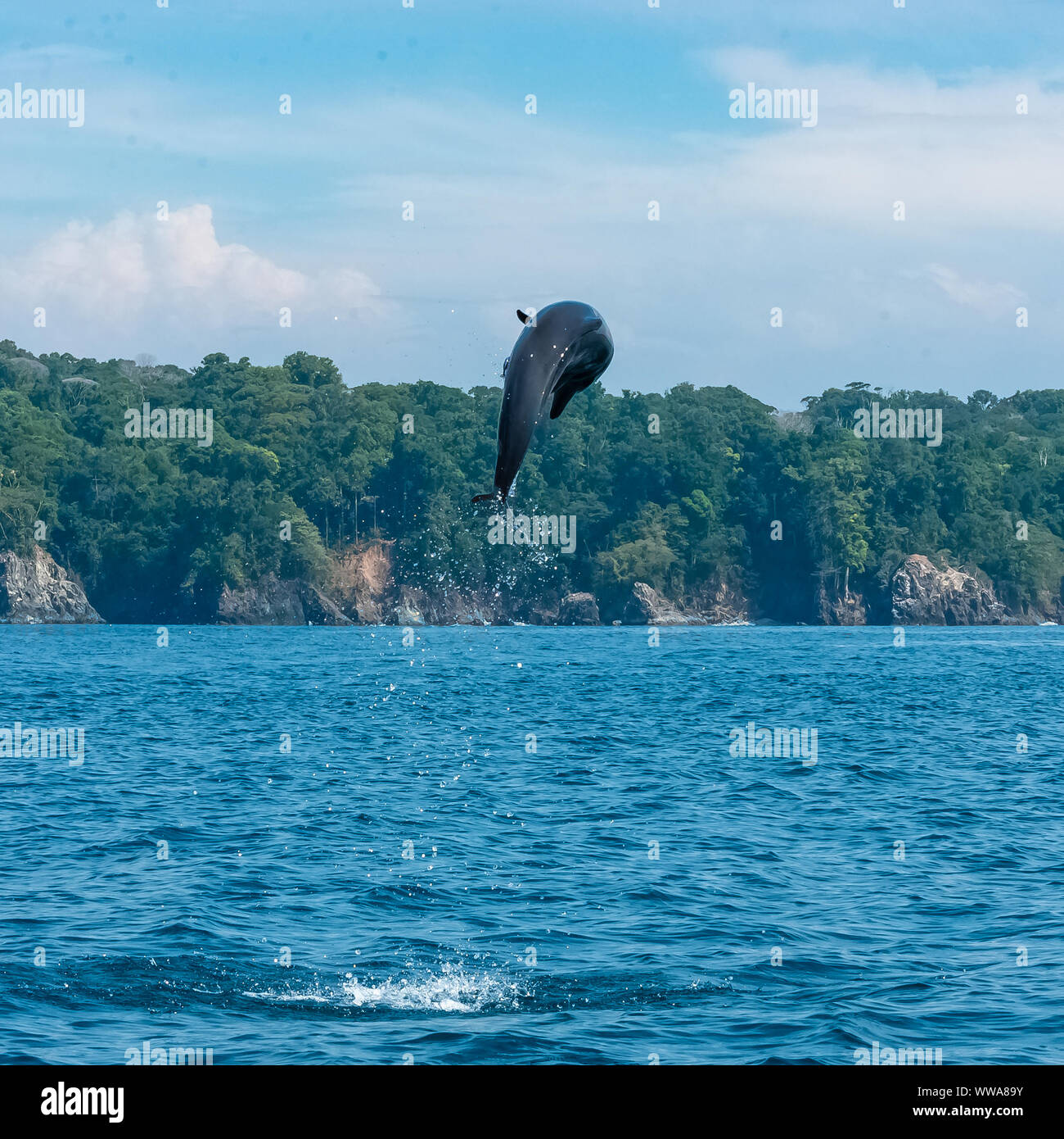 Grand dauphin commun, Tursiops truncatus, dolphin jumping high au Costa Rica Banque D'Images