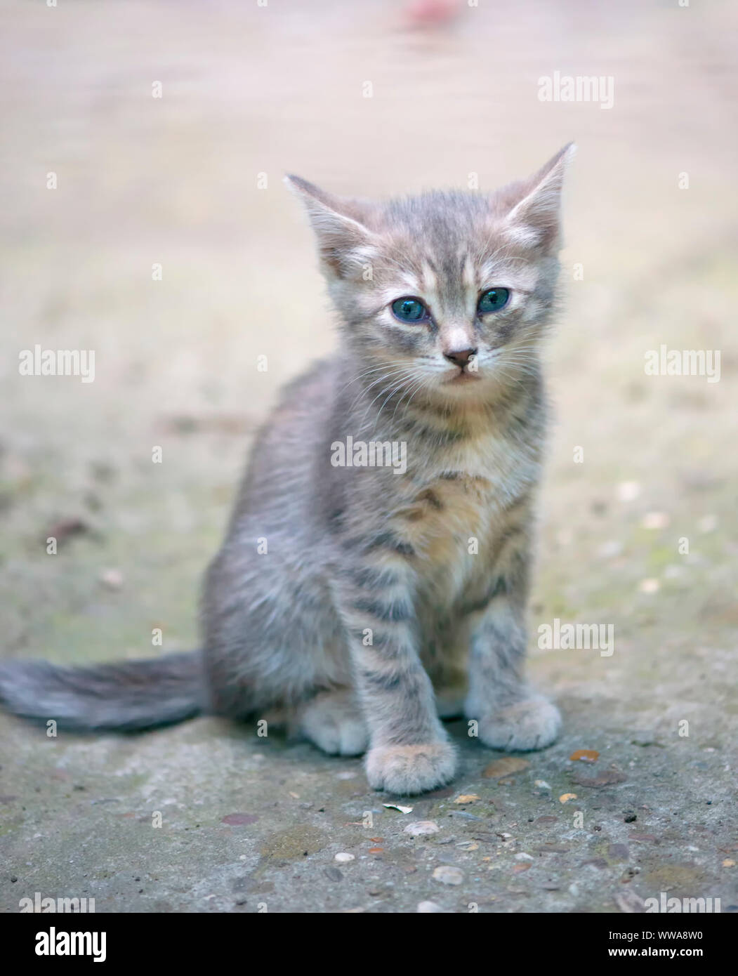 Triste petit chat sur street Banque D'Images