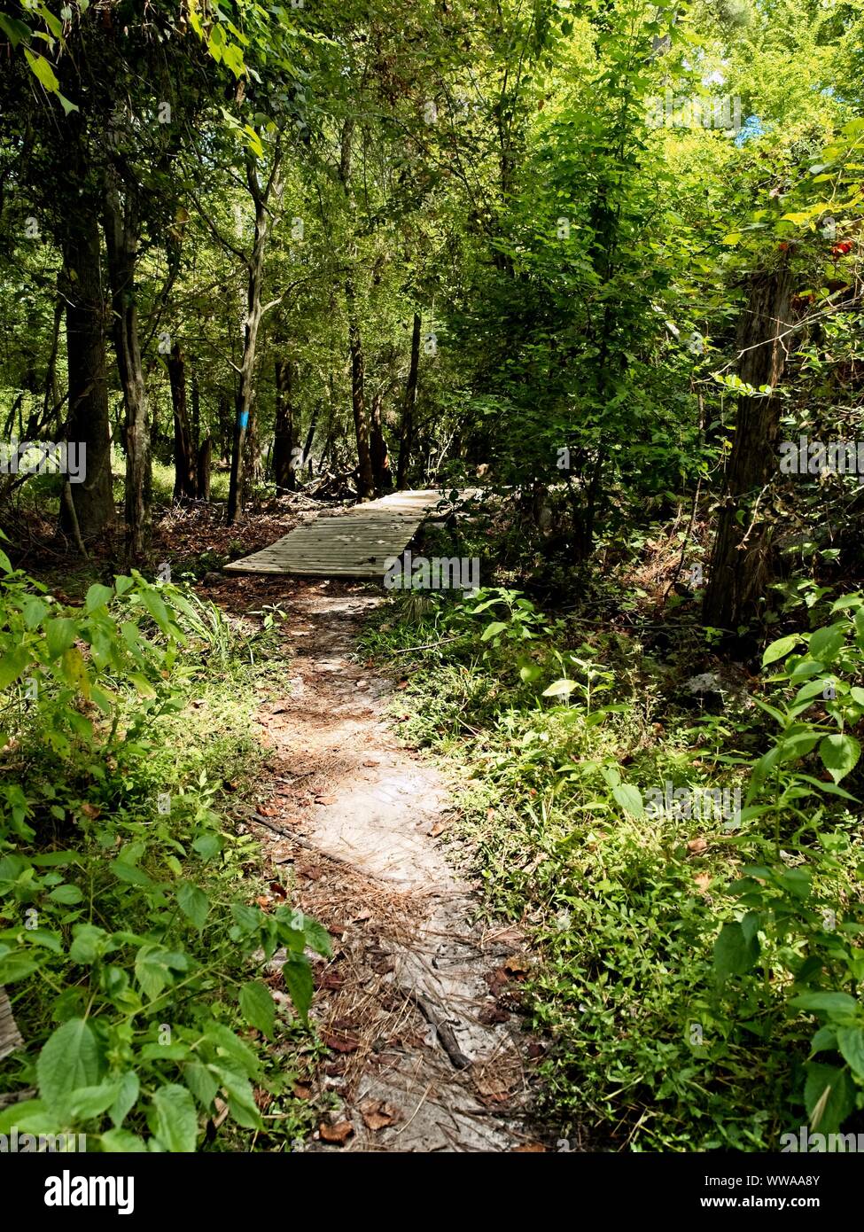 The Woodlands, TX USA - 23/08/2019 - Sentier dans les bois d'un pont 1 Banque D'Images