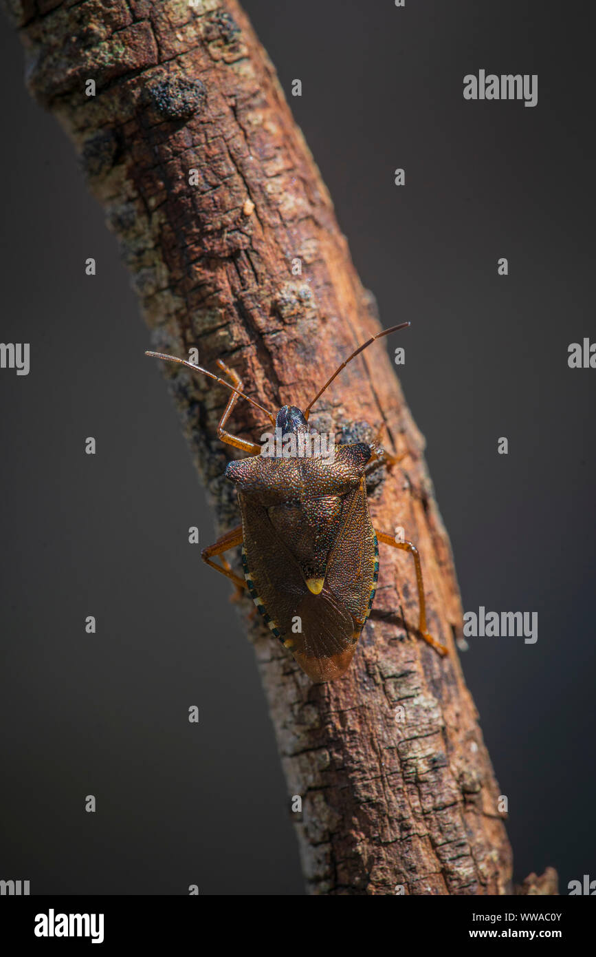 Green Shield bug, Palomena prasina, qui a viré au brun avant l'hibernation Banque D'Images
